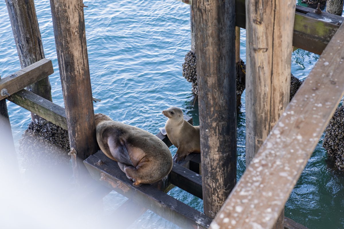 Napping sea lions on the Santa Cruz Wharf in Santa Cruz, California.