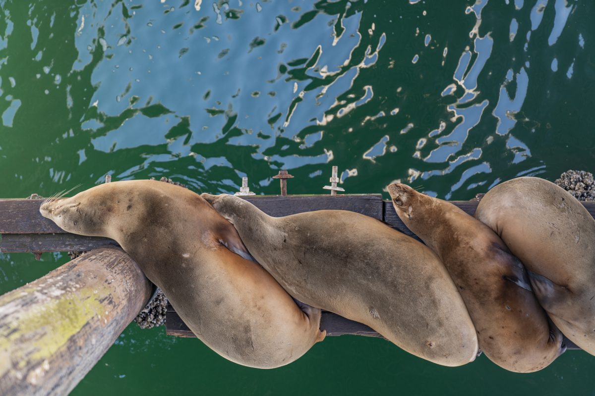 Sleeping sea lions on the Santa Cruz Wharf in Santa Cruz, California.