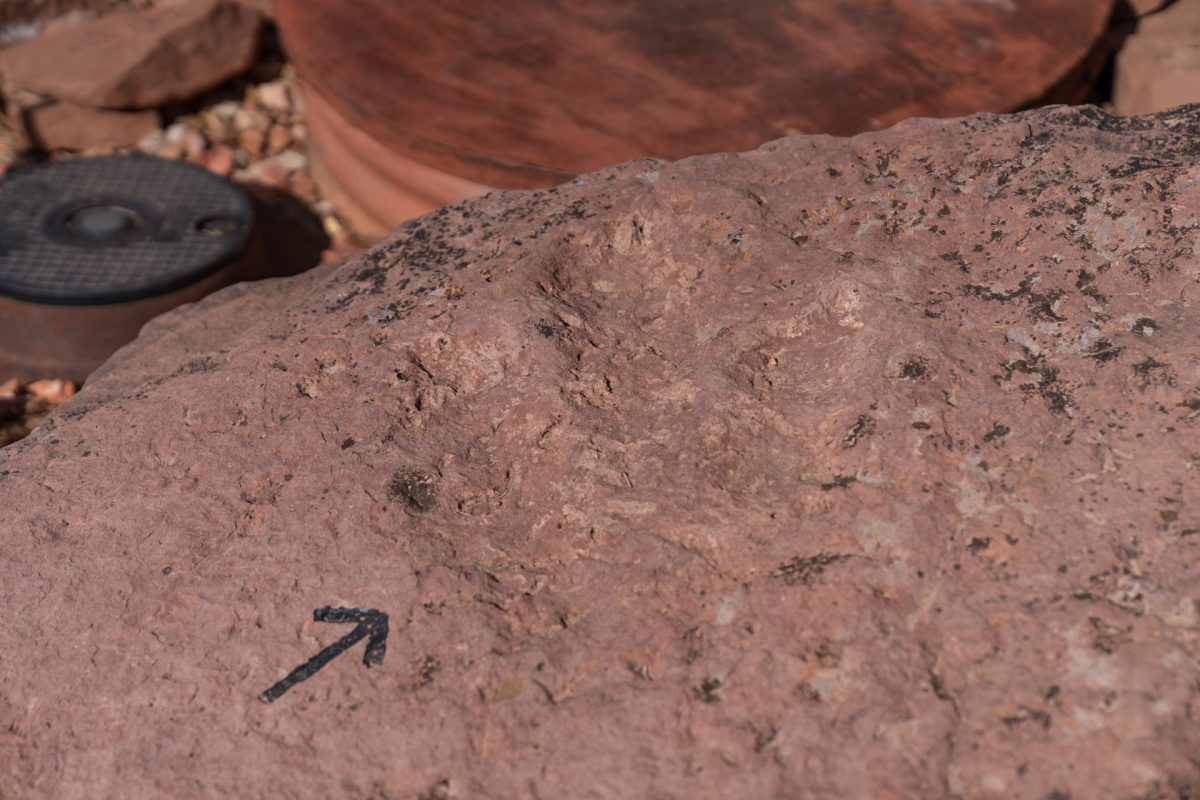 Dinosaur tracks on display at Moqui cave, located outside of Kanab, Utah.