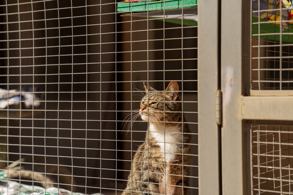 A cat resident at Cat World in Best Friends Animal Sanctuary located in Kanab, Utah. Visiting the sanctuary is one of the most unique things to do in Kanab, Utah.