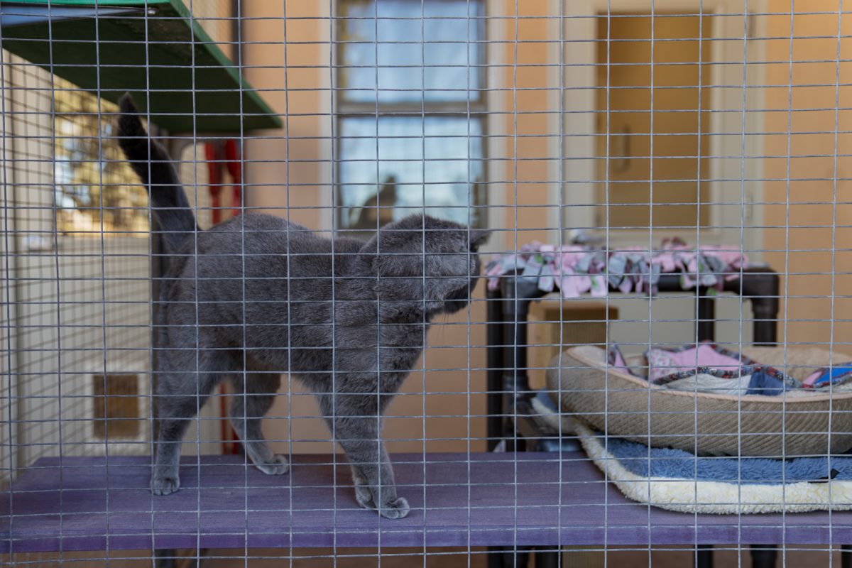 A cat rubs against its cage at Best Friends Animal Sanctuary located in Kanab, Utah.