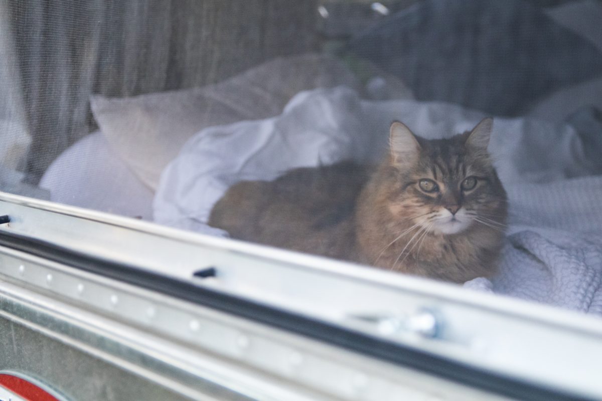 A cat looks out of the window of an Airstream RV travel trailer while camping.