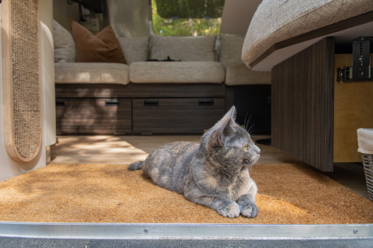 A cat sits in the entryway of an Airstream RV travel trailer while out camping.