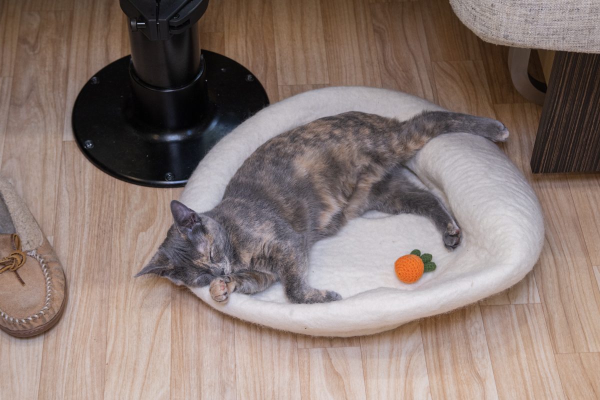 A cat sleeps on a little bed with a cat toy next to it.