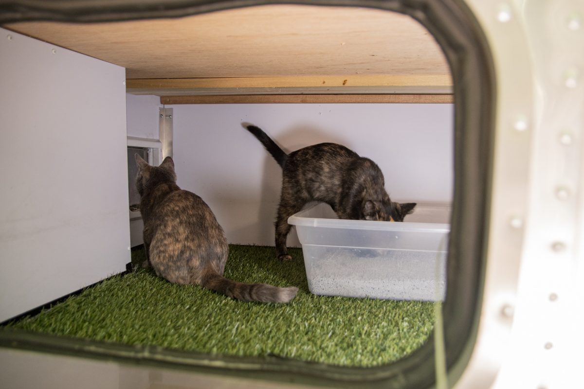 Cats in the storage compartment of an Airstream RV travel trailer, going into their litter box.