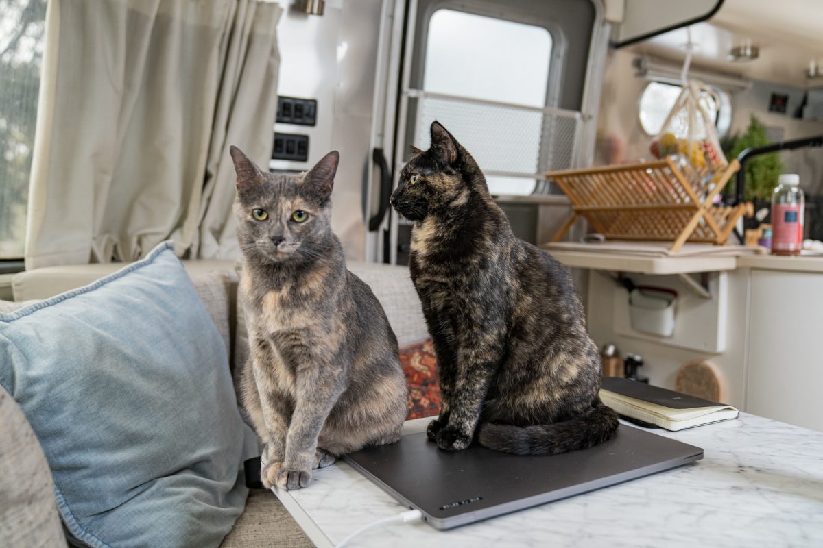 Two cats sit inside of an Airstream travel trailer while camping.