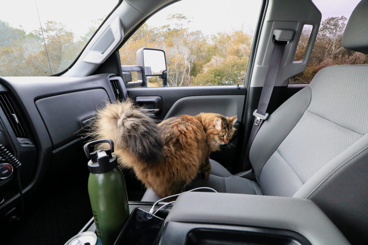 A fluffy cat sits in the passenger seat of a truck that's towing a trailer and going camping.