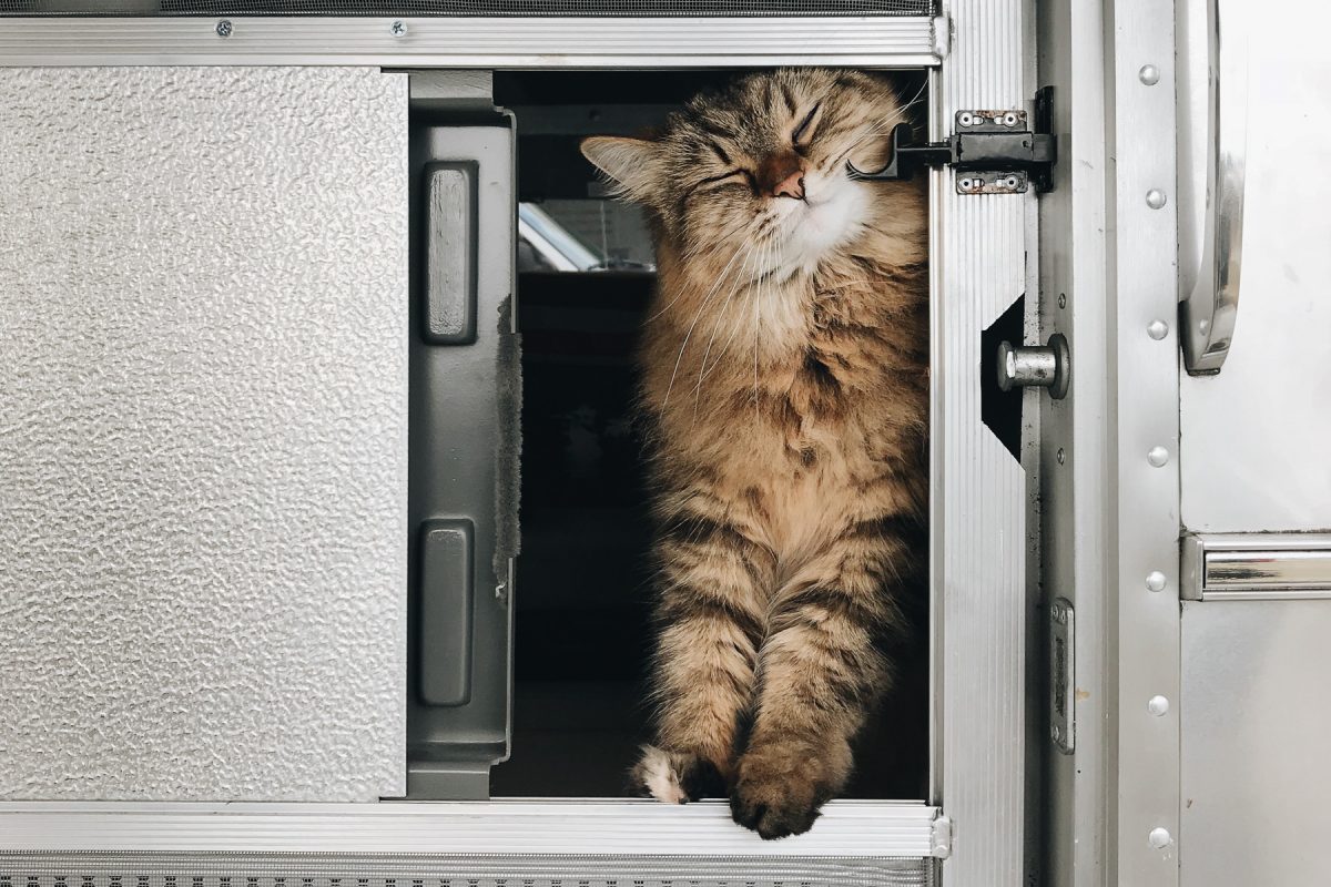 A fluffy cat rubs its face on the door of an Airstream RV travel trailer.