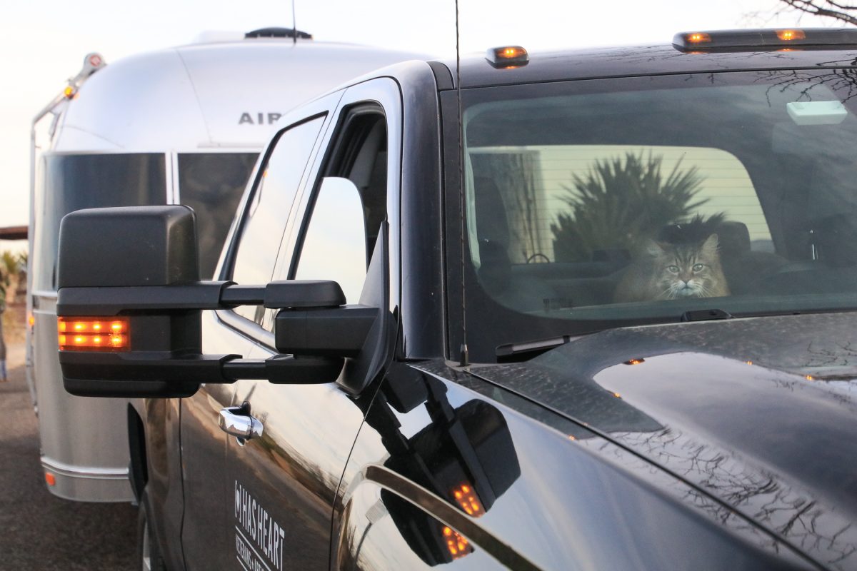 A cat sits in the passenger side of a truck that is towing an Airstream travel trailer.