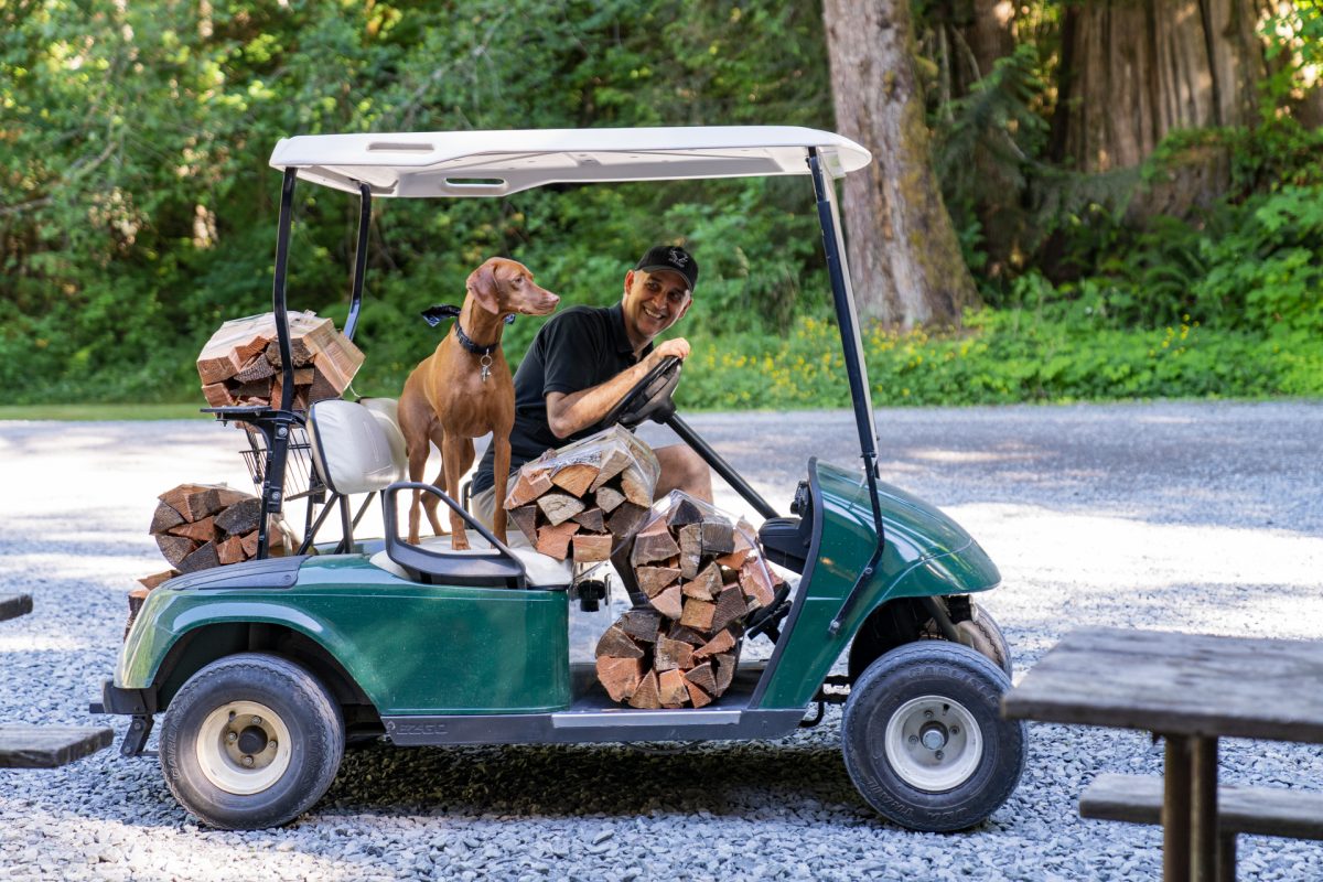 A campground dog on firewood delivery duty.