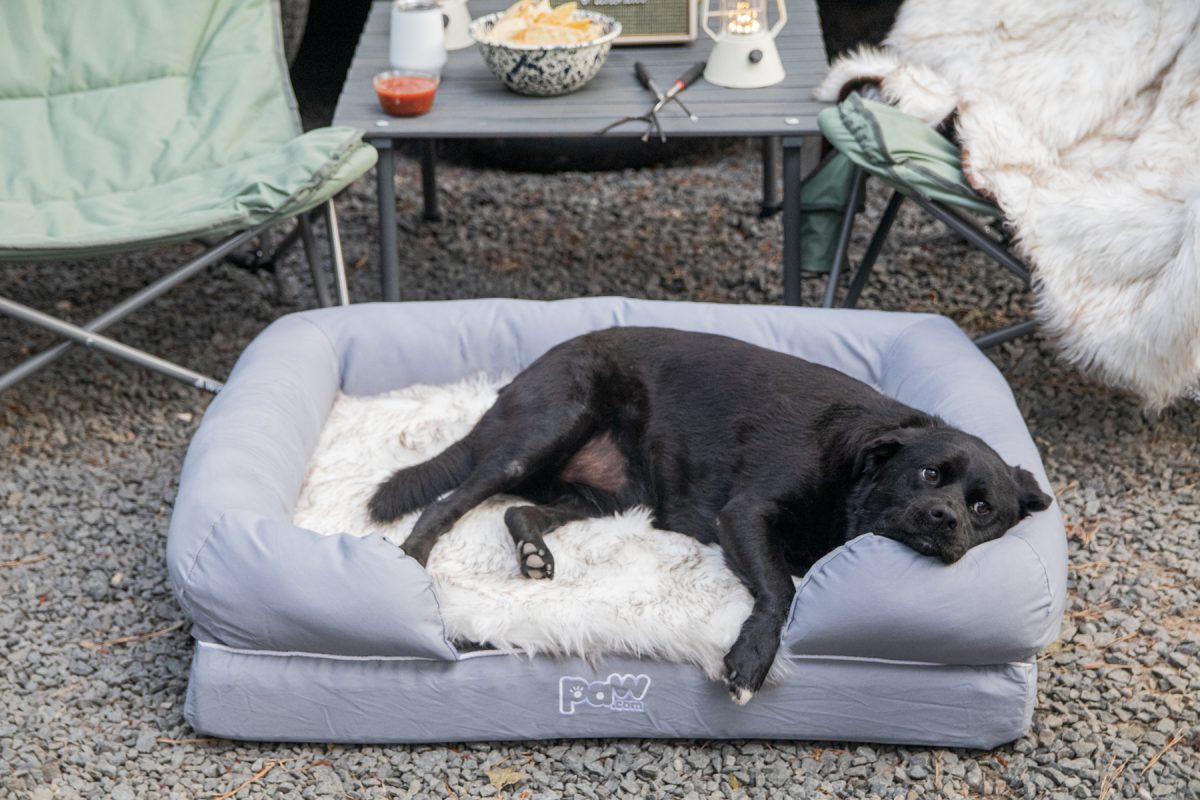 A dog laying on its bed while camping.