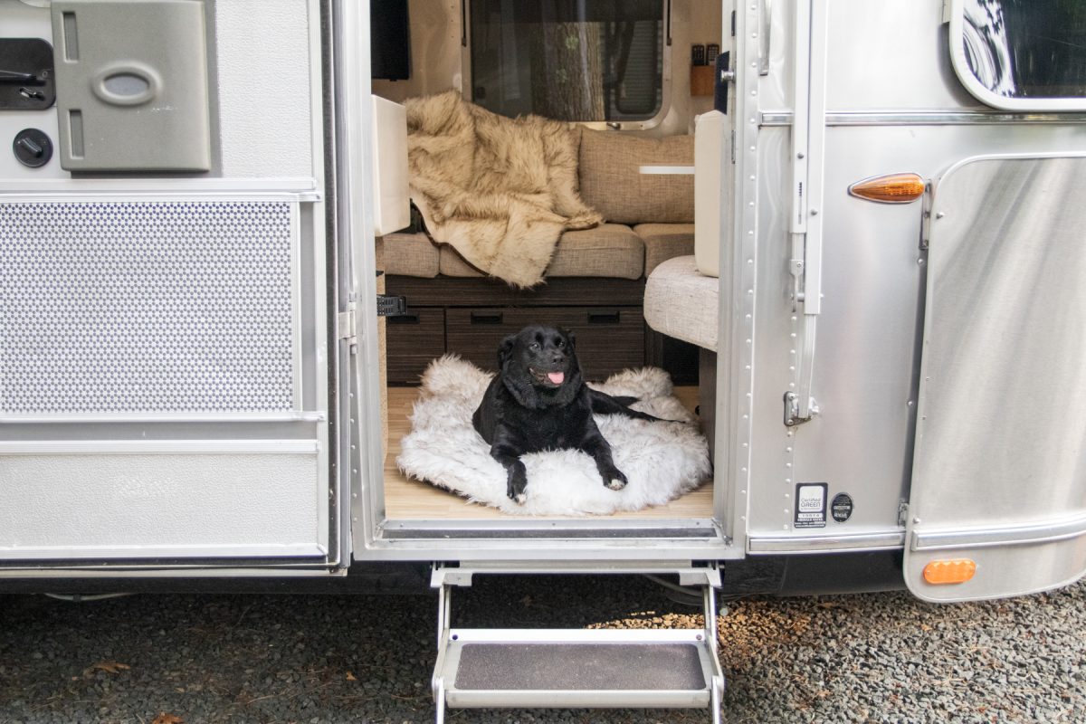 A dog sitting in the entryway of an Airstream travel trailer and RV.