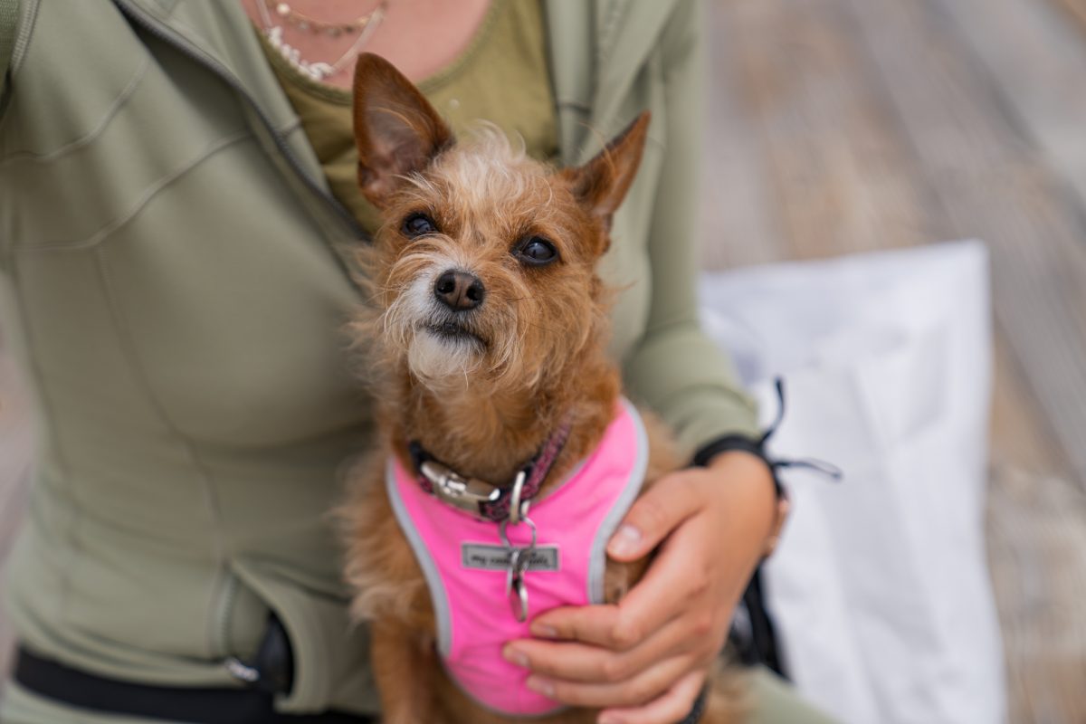 A small little red dog wearing a pink harness.