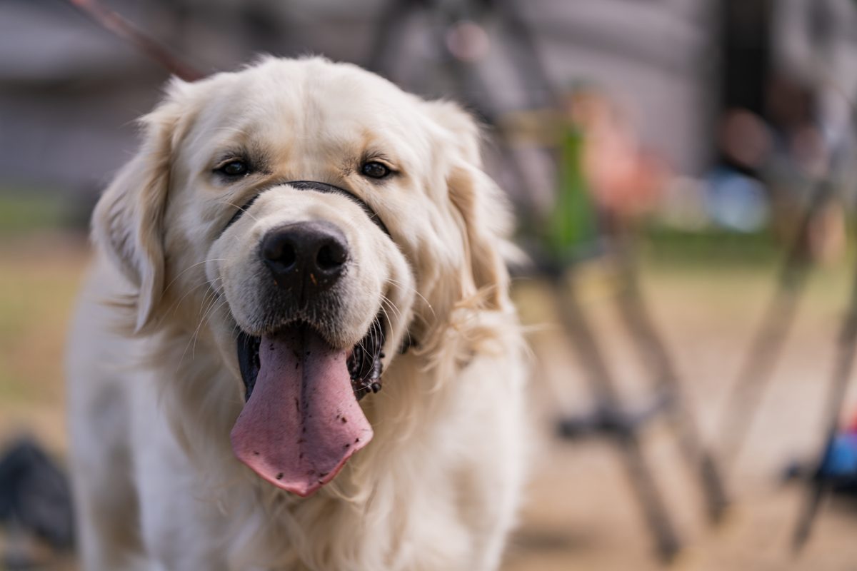 A close up image of a Golden Retriever dog.