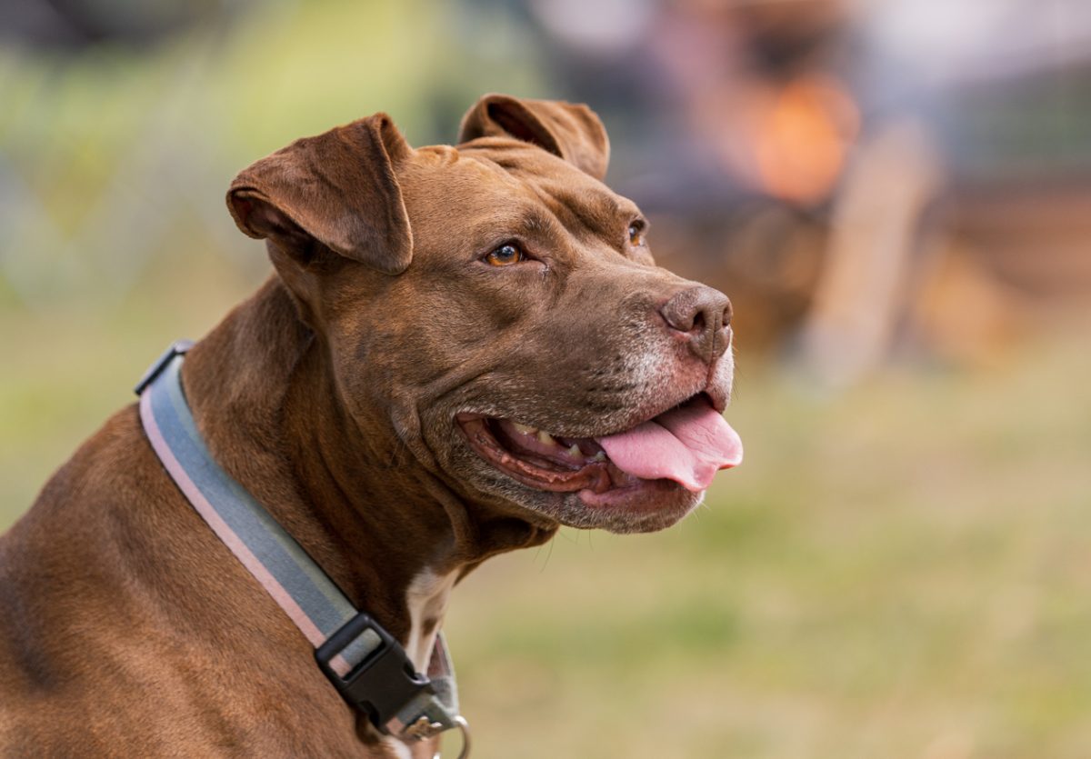 Making sure your dog has an ID collar is important while camping with dogs.