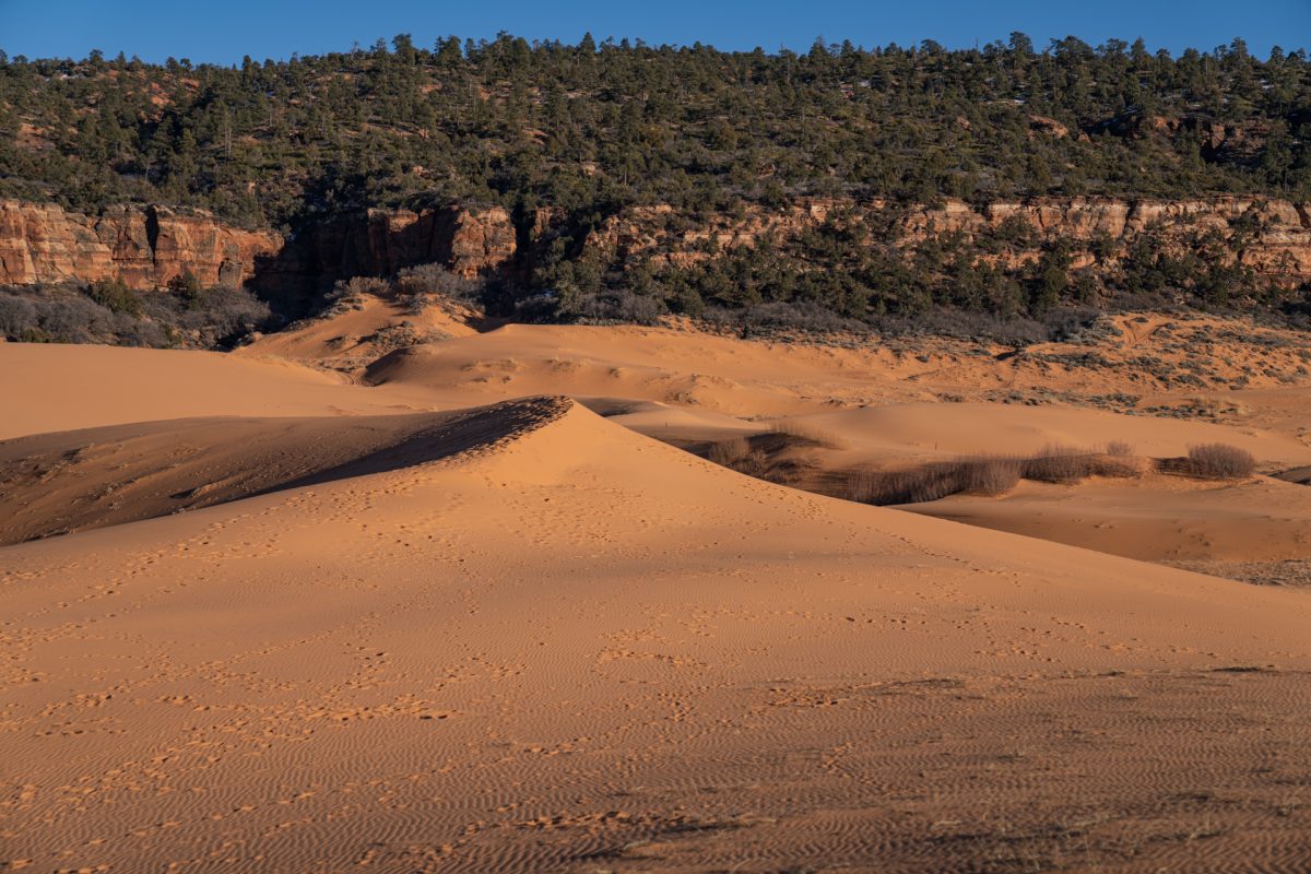 The vibrant dunes of Coral Pink Sand Dunes State Park located outside of Kanab, Utah. 