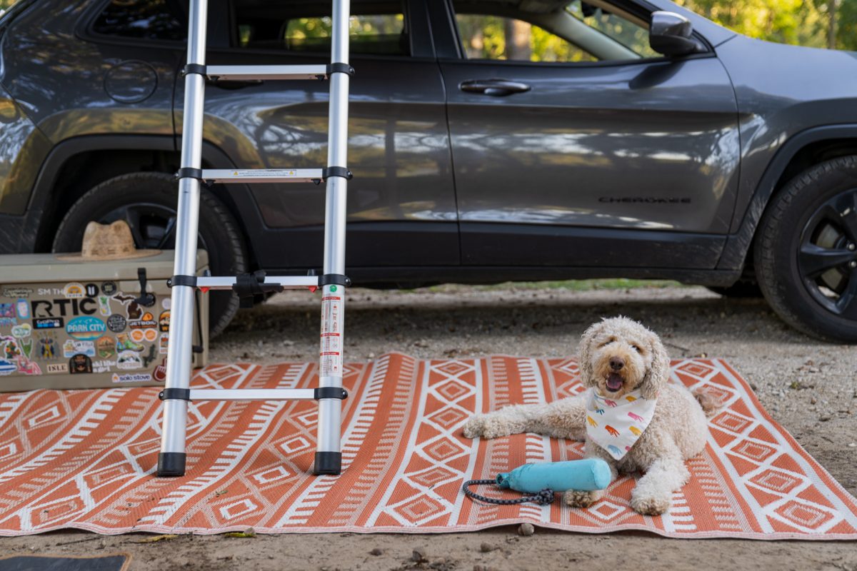 When camping with dogs, make sure to bring their favorite toy. This dog packed its favorite chew toy for camping.