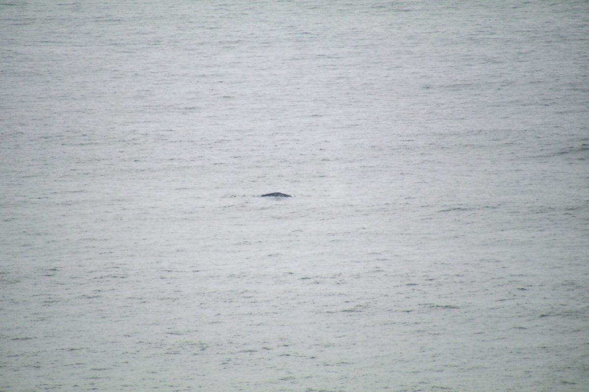 A whale surfacing in the Pacific as seen from Cape Foulweather along the Oregon Coast.