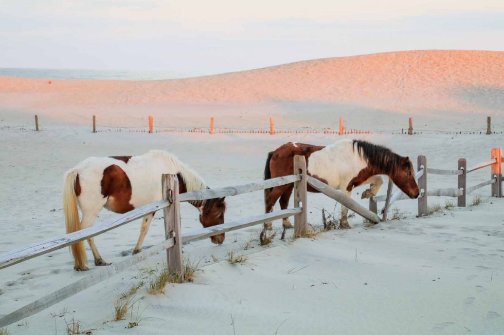 Horses next to gate at sunset - Assateague Island National Seashore