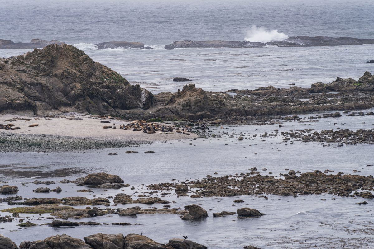 Sea lions seen from the Simpson Reef Overlook in Shores Acres State Park.