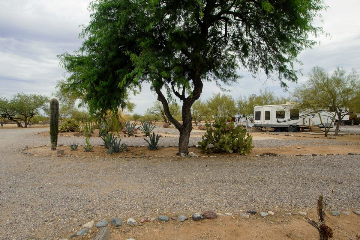 Campground view of RV and large tree at Rancho Sedona RV Park