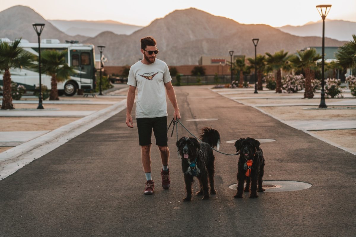 A person walking two leashed dogs on an open street with palm trees. 