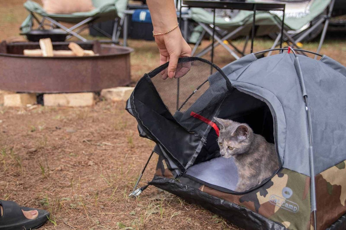 A kitten sits in a mini tent designed for cats. 