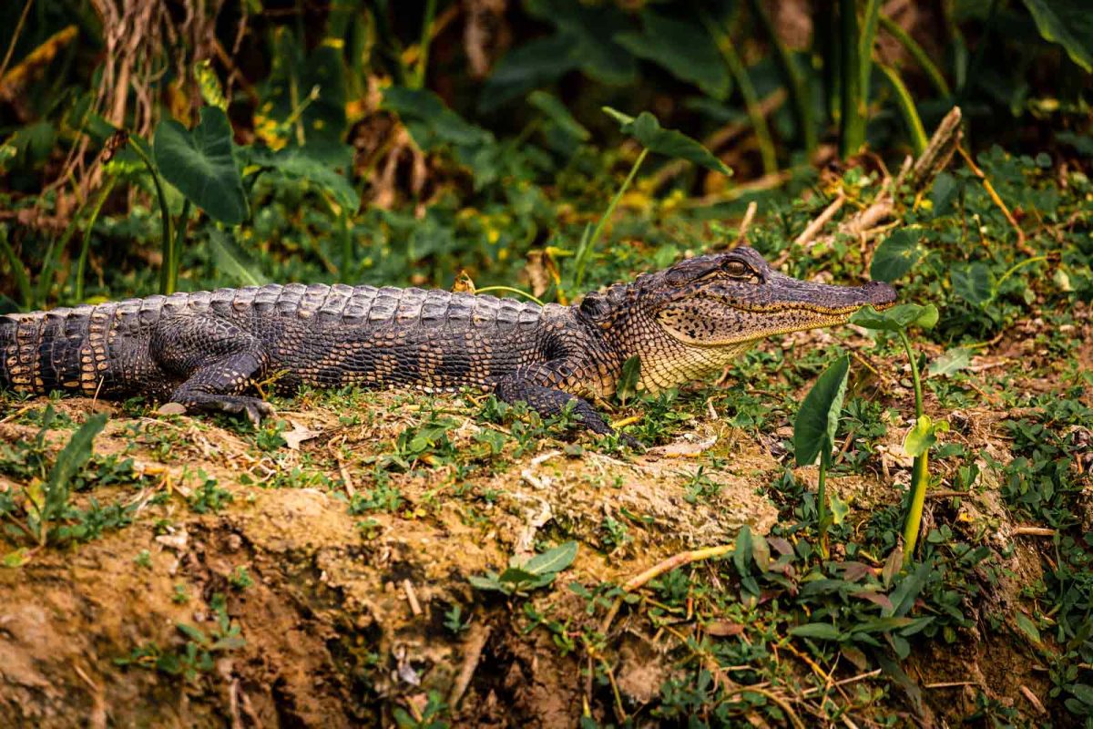 An alligator looks into the distance at Armand Bayou Nature Center. 