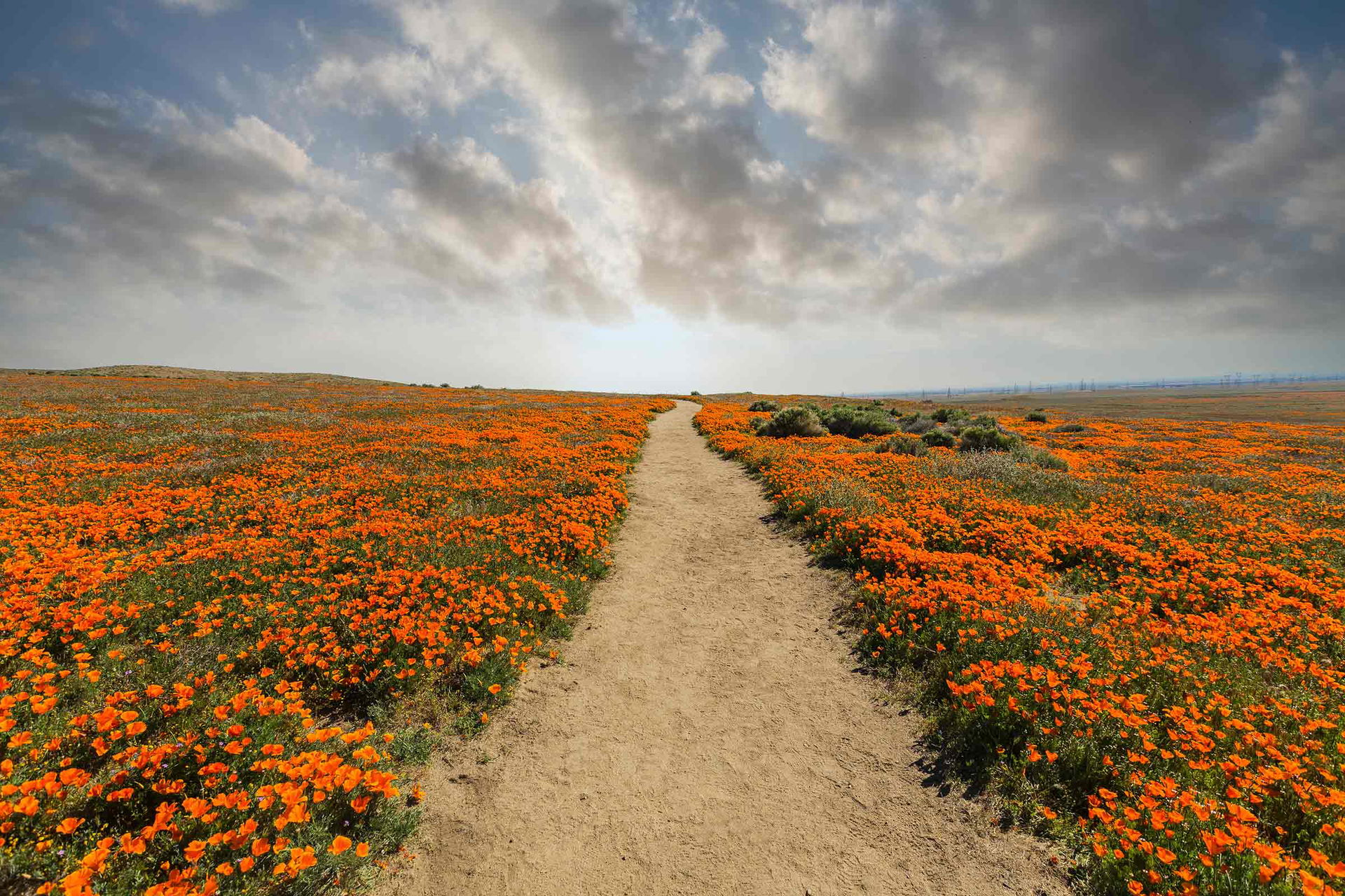 The Best Places to See Wildflowers and Where to Camp