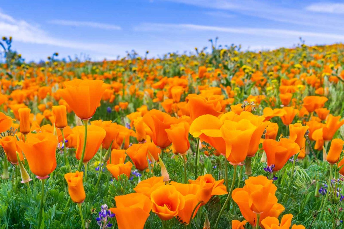 Poppies at Antelope Valley California Poppy Reserve, one of the best places to see wildflowers. 