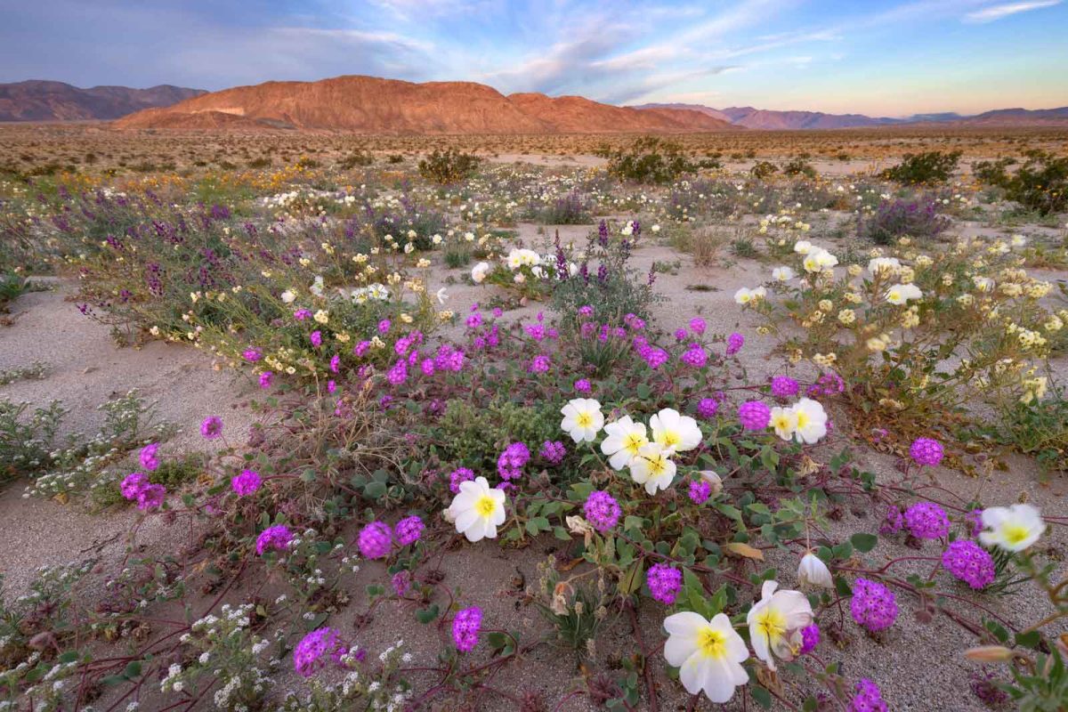 Purple and white wildflowers with mountains visible in the distance at Anza-Borrego State Park. 