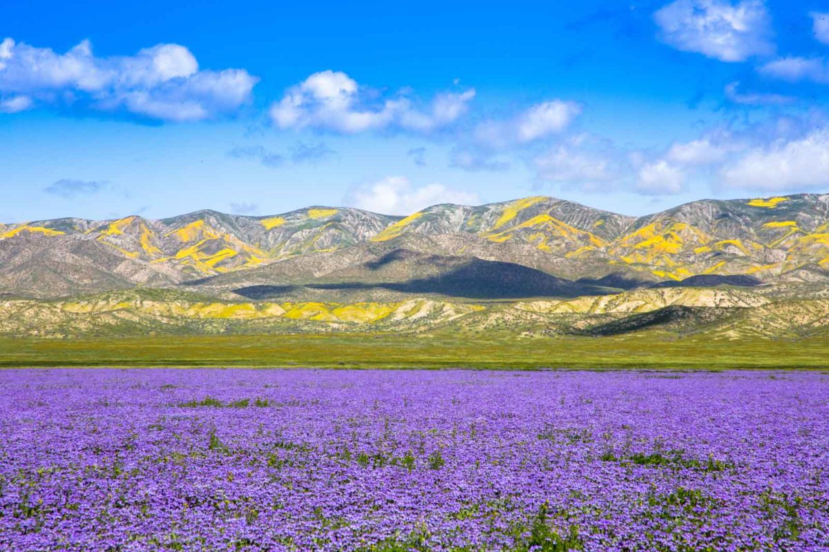 A field of purple wildflowers at Carrizo Plains with a mountain range in the distance. 