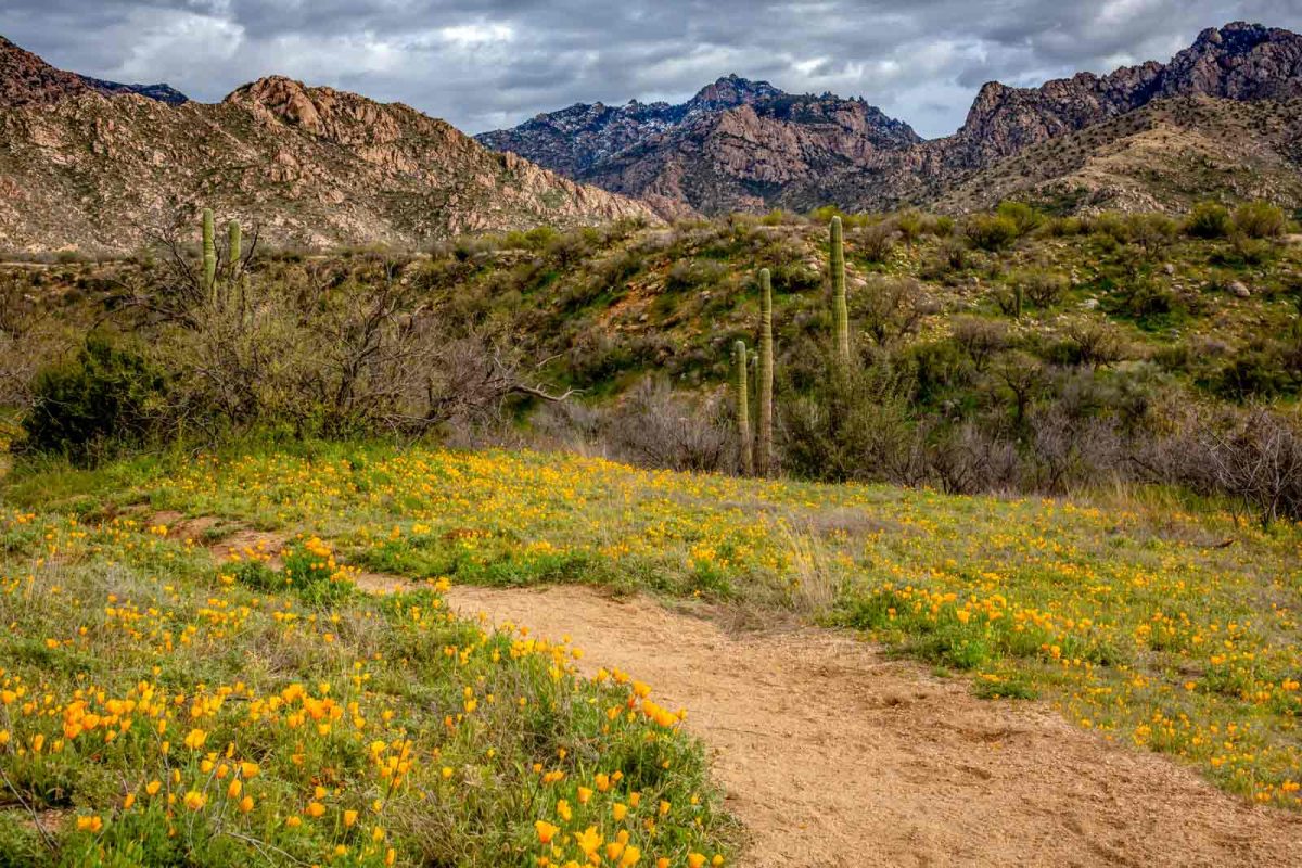 Golden poppies line a dirt path at Catalina State Park, one of the best places to see wildflowers bloom. 