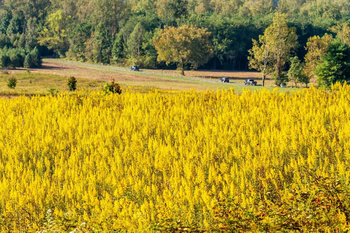 A field of yellow flowers with woods in the distance at Great Smoky Mountains National Park. 