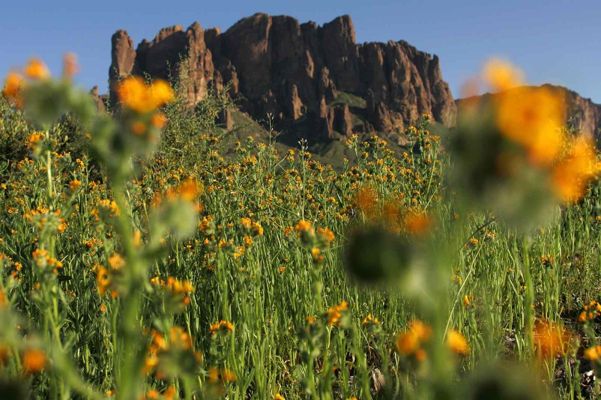 Yellow flowers at Lost Dutchman State Park, one of the best places to see wildflowers bloom. 