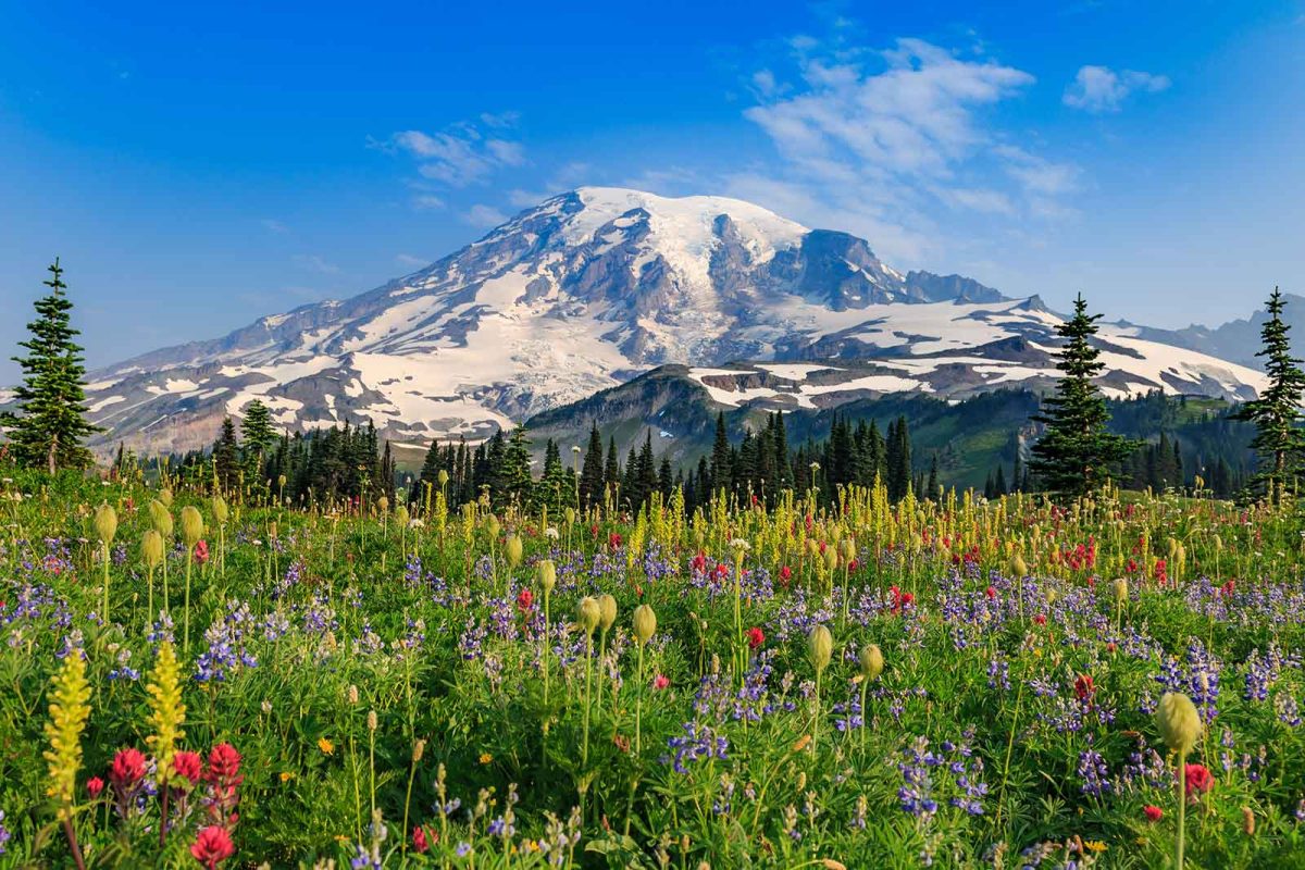 A field of multi-colored wildflowers blooms in front of Mount Rainier, one of the best places to see wildflowers bloom. 