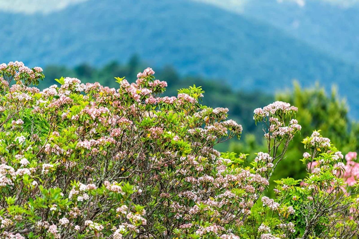 Pink and white wildflowers at Shenandoah National Park, with mountains in the distance. 