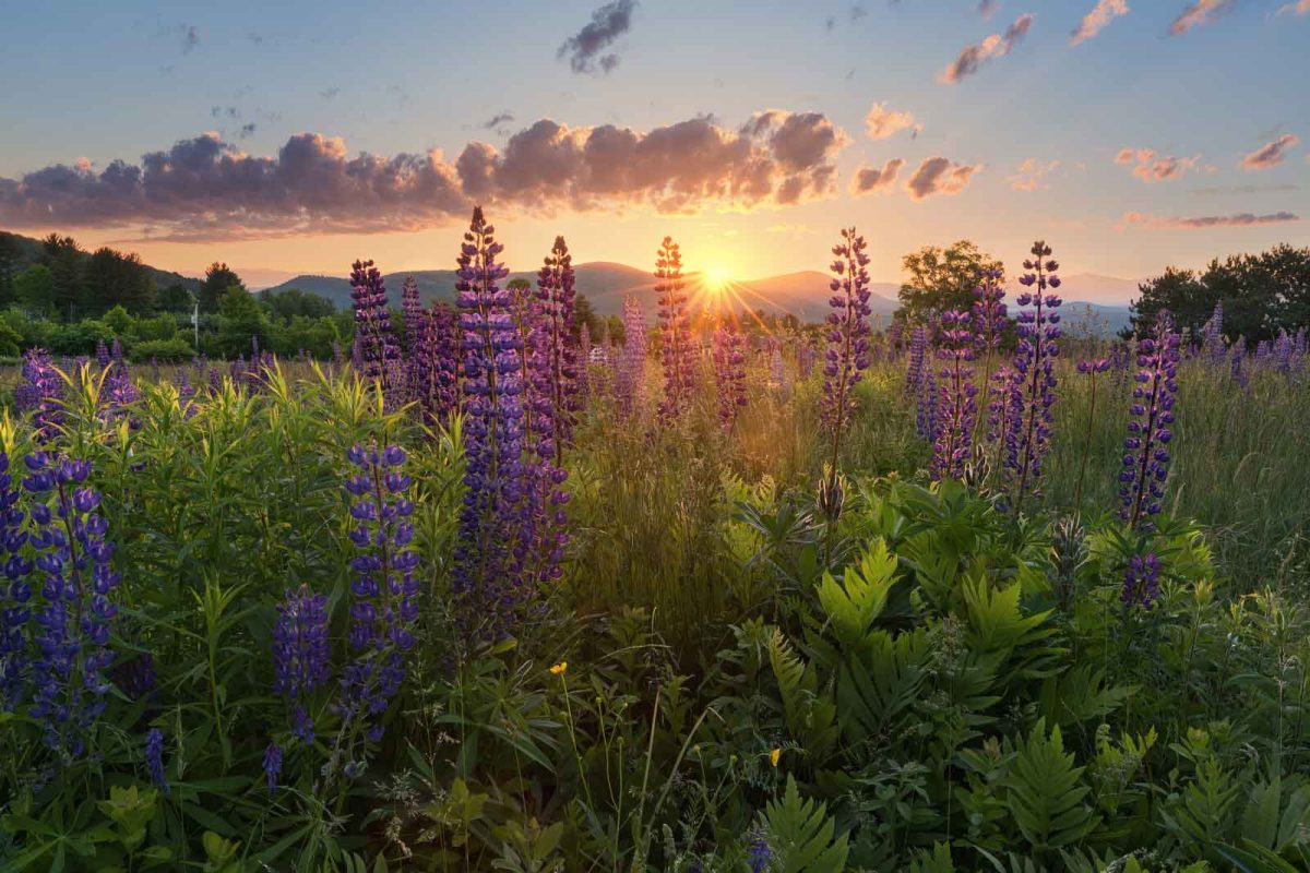 Lupines at Sugar Hill, one of the best places to see wildflowers bloom. 