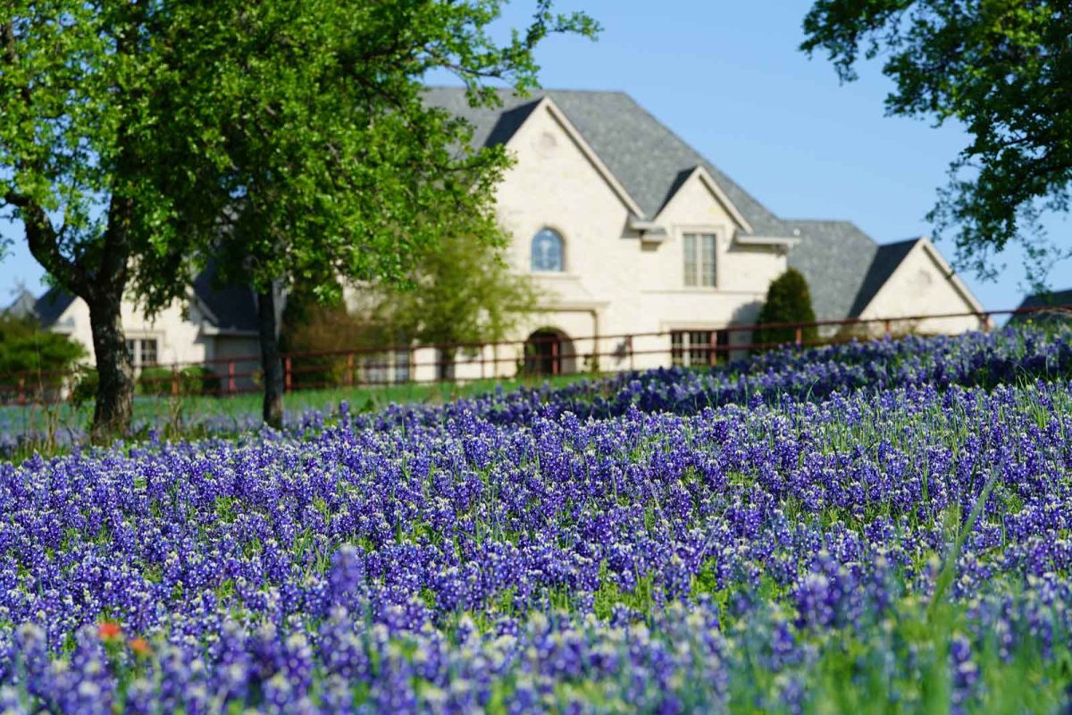 A field of blue bonnets in Texas Hill Country with a house in the background. 