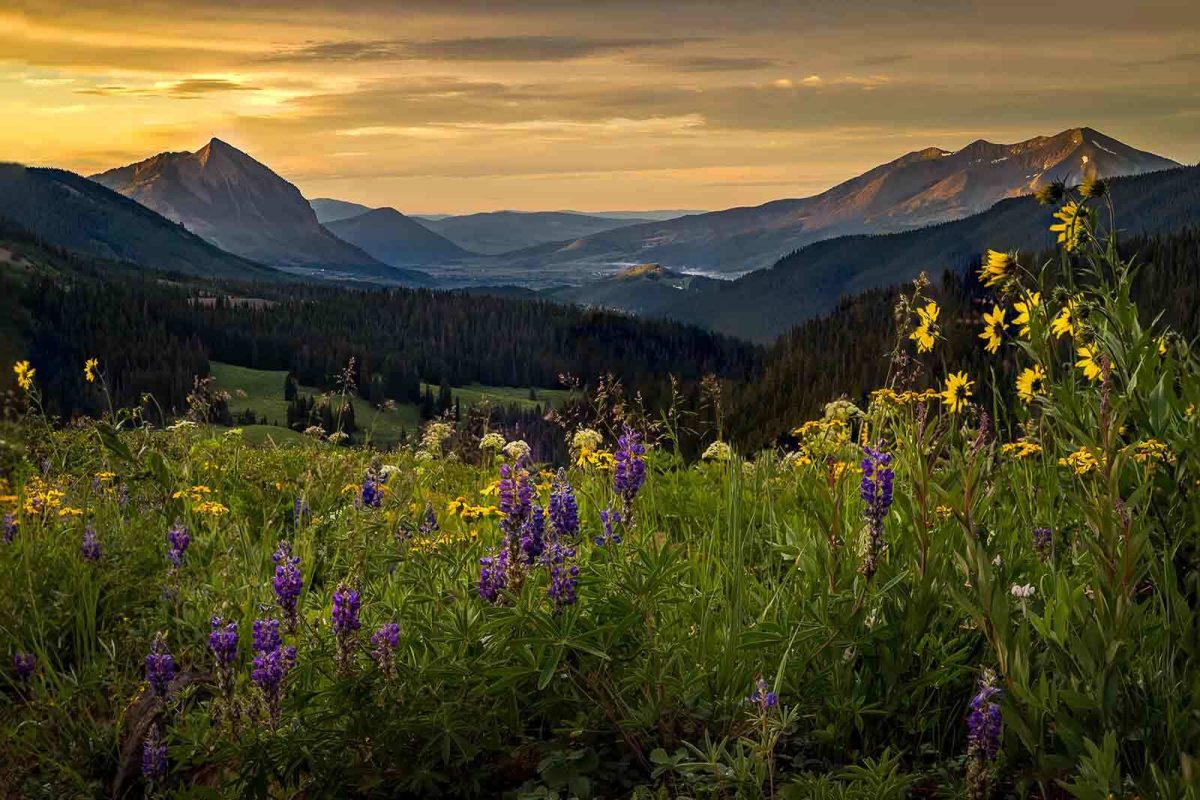 Yellow and purple wildflowers line the hillside at Crested Butte. 