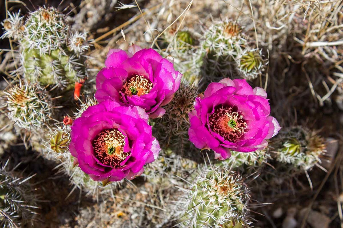 Three magenta wildflowers on a cactus at Saguaro National Park. 