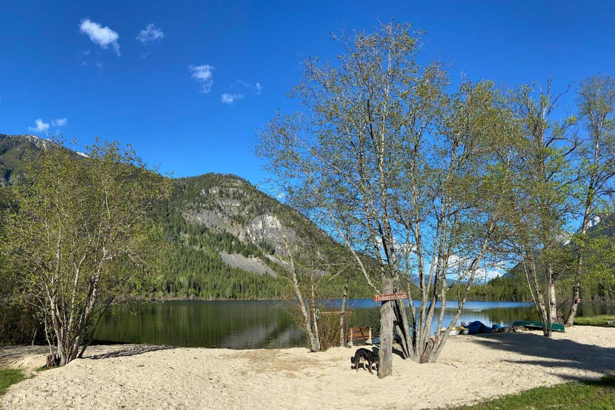 A dog looks out at the water and mountains in the distance on a tree-lined beach. 