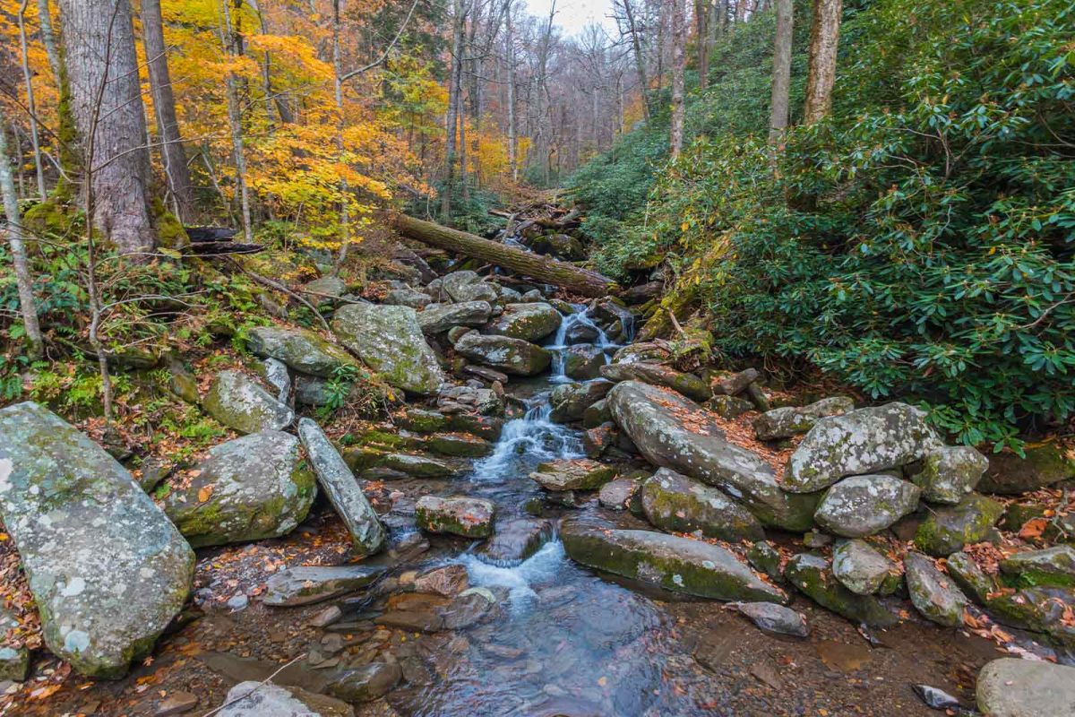 A creek in Great Smoky Mountains National Park on Rainbow Falls trail. Water trickles over the lichen-covered rocks and trees have fallen over into the creek. 