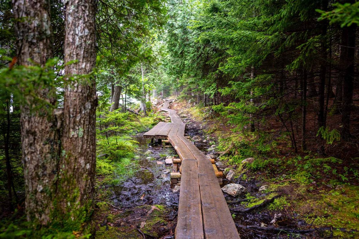 Flat planks cover the trail on Jordan Pond Path through a heavily wooded area. 