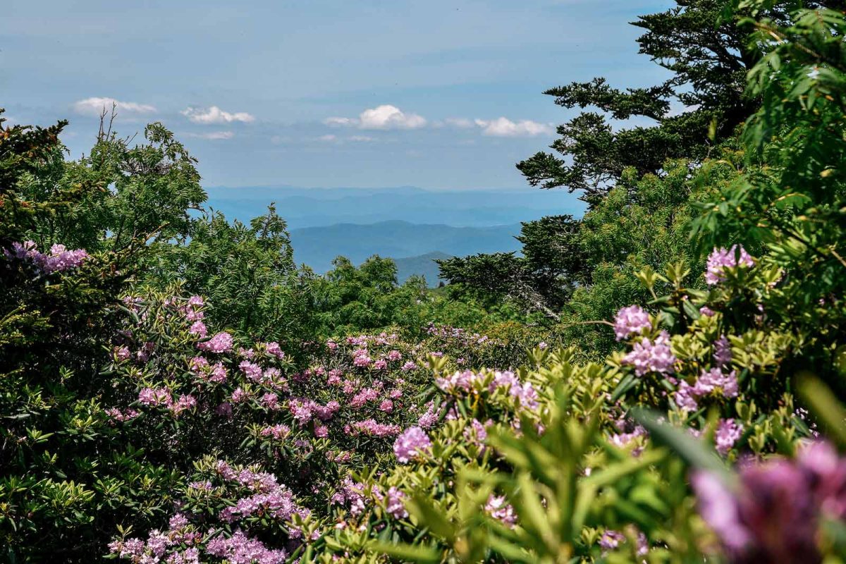 The view from hiking in Virginia in Jefferson National Forest. Purple flowers dot the trail with mountains in the distance and blue skies with clouds. 