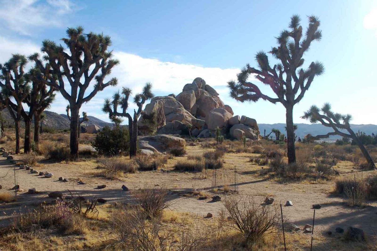 Rock formations and Joshua trees outside of Joshua Tree RV Campground. 