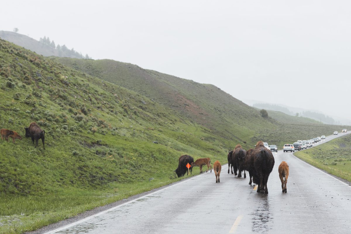 bison on road in Lamar Valley in Yellowstone