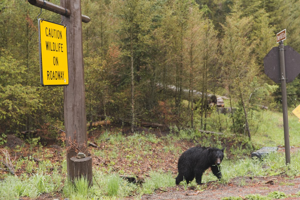 black bear eating grass in Yellowstone