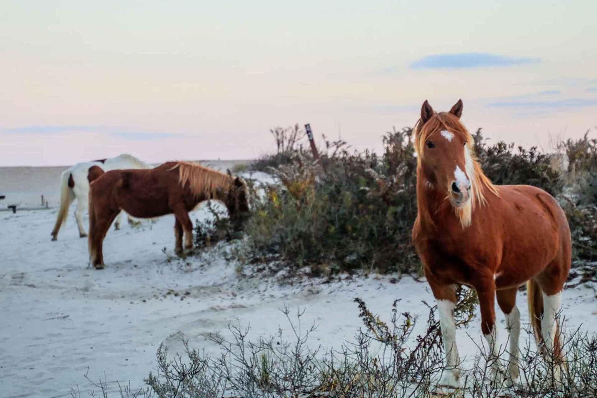 Assateague Island Camping