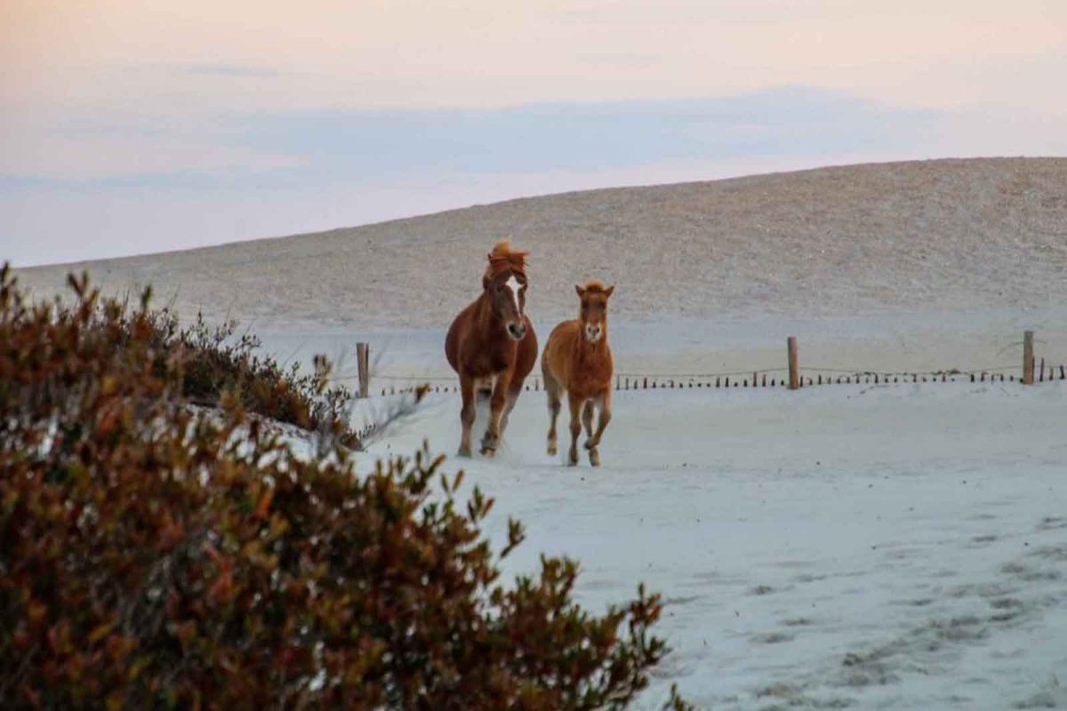 Horses running on Assateauge Island 